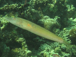 Chelio Inermis